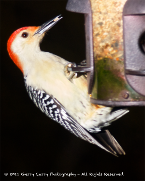 Red-bellied Woodpecker at Feeder.png